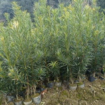 罗汉松杯苗，产地批发，高度在30-40-50-80公分。