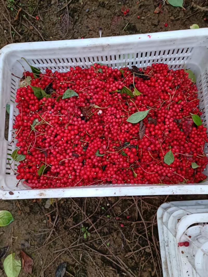 辽宁五味子苗，大量有货，欢迎新老客户前来合作，量大优惠