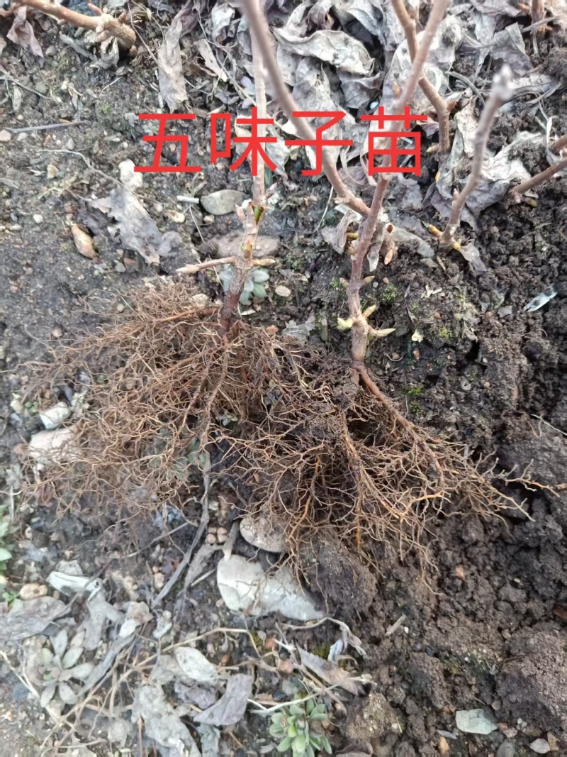 辽宁五味子苗，大量有货，欢迎新老客户前来合作，量大优惠