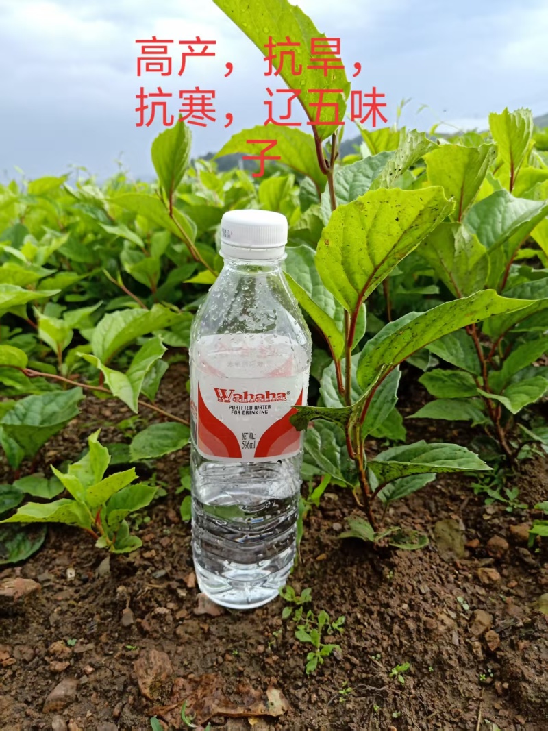 辽宁五味子苗，大量有货，欢迎新老客户前来合作，量大优惠