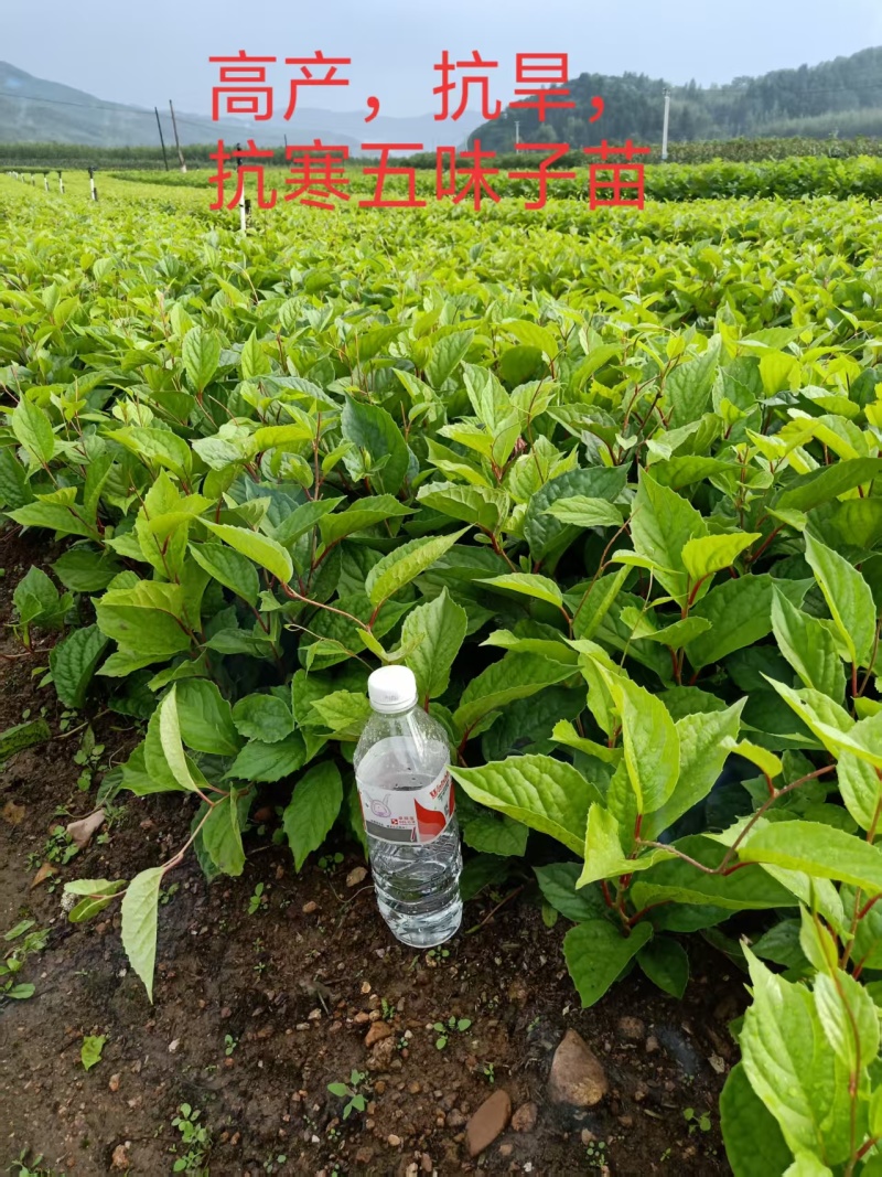 辽宁五味子苗，大量有货，欢迎新老客户前来合作，量大优惠