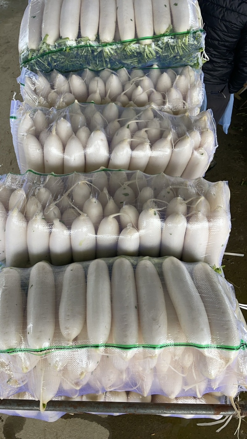 精品白萝卜需要的老板联系***********