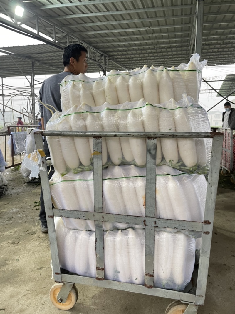 精品白萝卜需要的老板联系***********