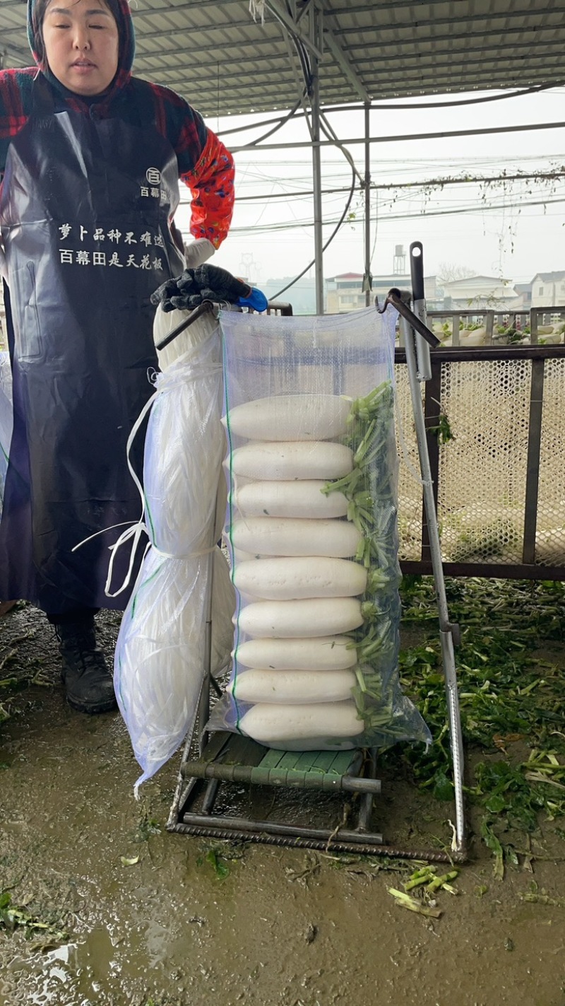 精品白萝卜需要的老板联系***********