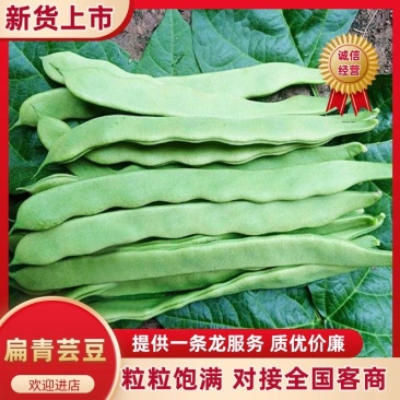 【实力推荐】新鲜扁青芸豆扁豆角山东产地直供可视频看货