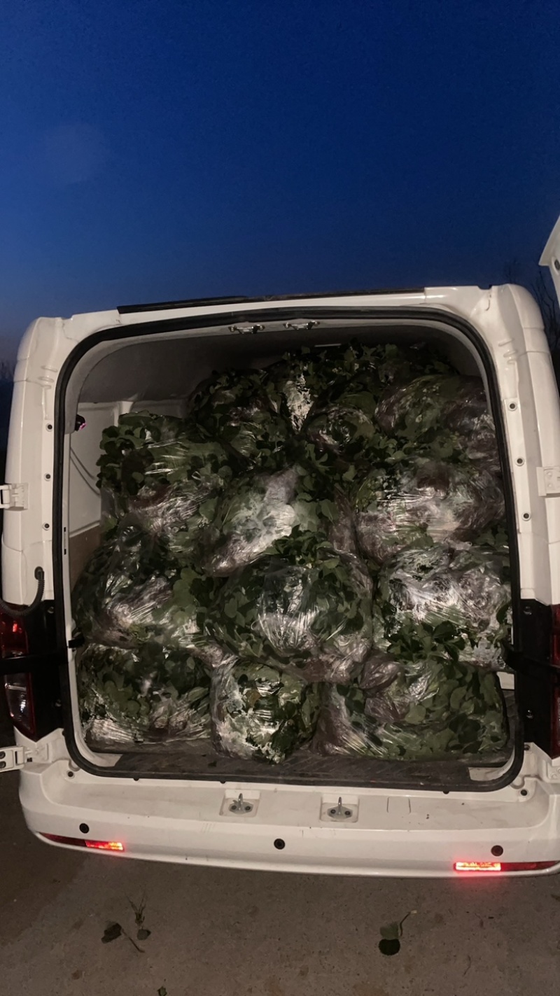 草莓出棚苗带花带小果电商绿化盆栽可加工