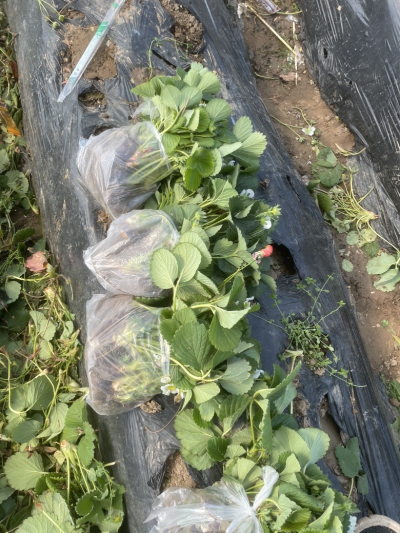 草莓出棚苗带花带小果电商绿化盆栽可加工