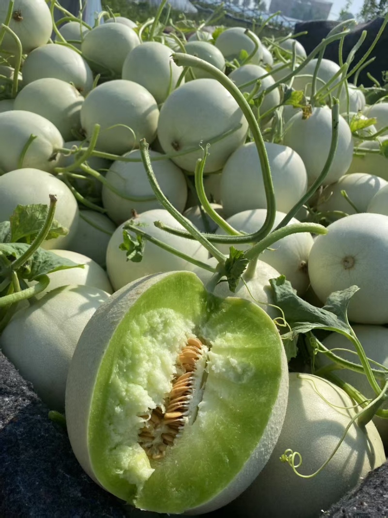 冰淇淋玉菇甜瓜奶香蜜白玉茹档口商超社区团购电商直播