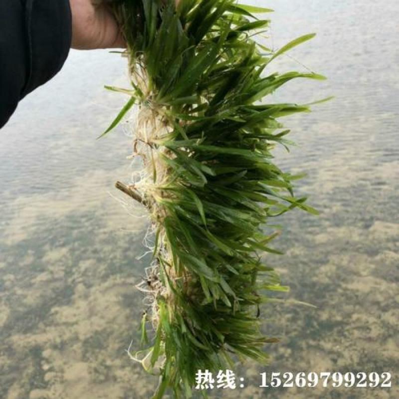 密刺苦草，又叫大苦草，河道治理，分包工程种植施工，欢迎商
