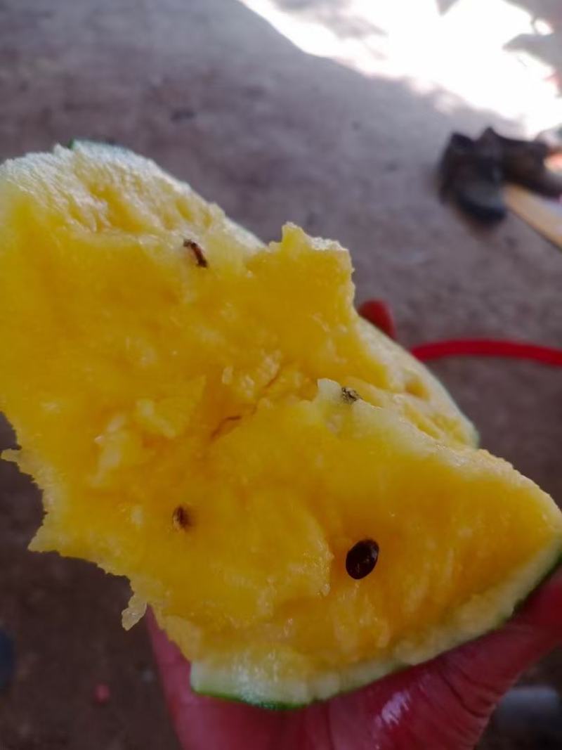 江苏特小凤西瓜大量上市，新鲜采摘，货源充足，量大从优。