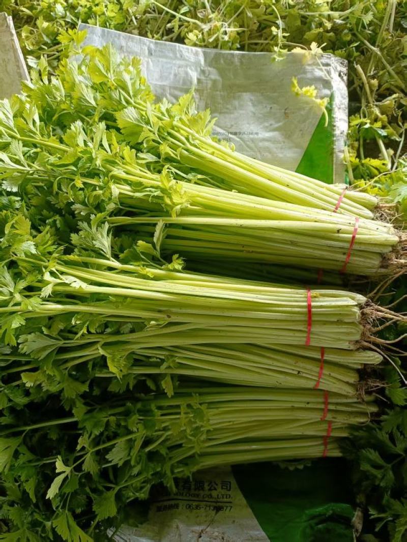 精品香芹一手货源品质保证直供电商团购商超