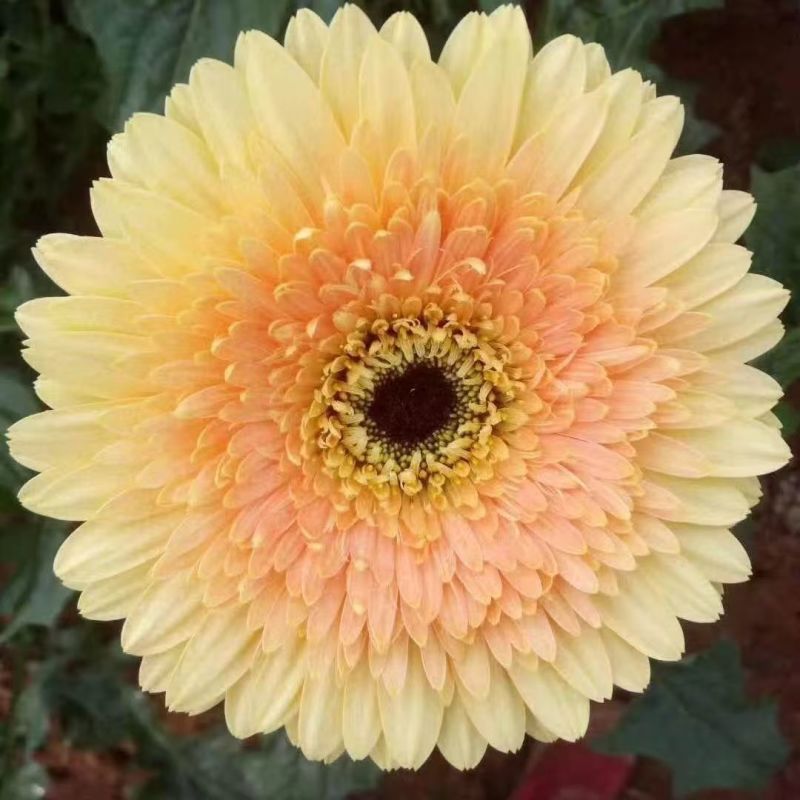 非洲菊苗，苗圃直发，品质保证，诚信经营，可视频看货