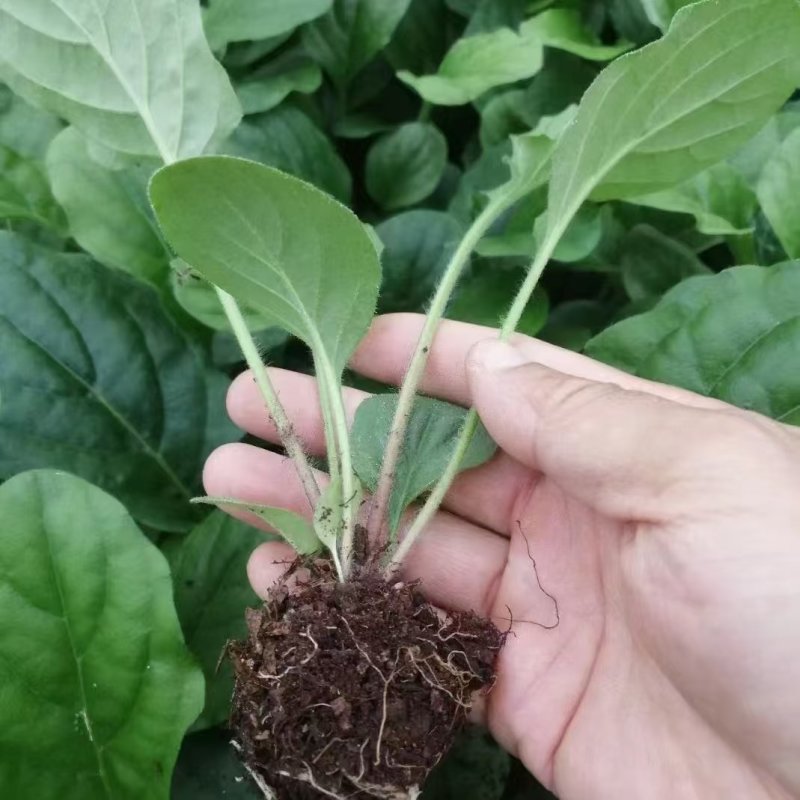 非洲菊苗，苗圃直发，品质保证，诚信经营，可视频看货