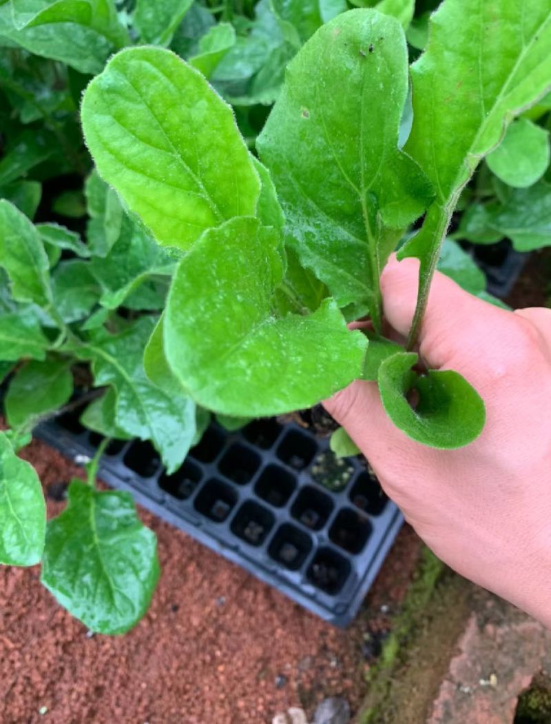 非洲菊苗，苗圃直发，品质保证，诚信经营，可视频看货