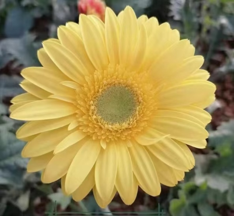 非洲菊苗，苗圃直发，品质保证，诚信经营，可视频看货