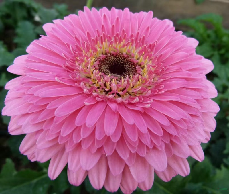 非洲菊苗，苗圃直发，品质保证，诚信经营，可视频看货