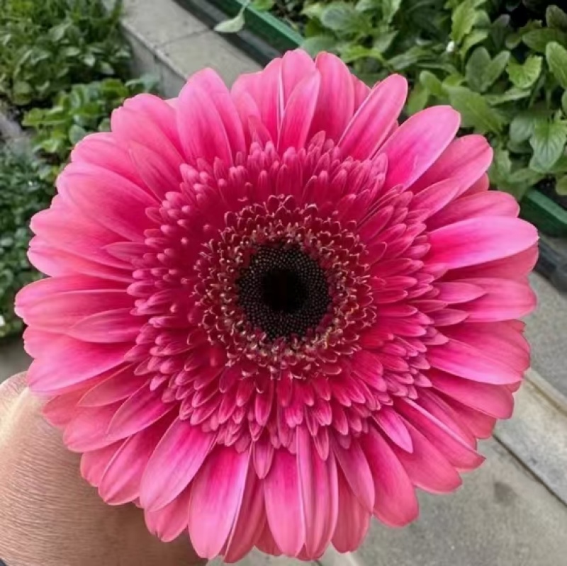 非洲菊苗，苗圃直发，品质保证，诚信经营，可视频看货