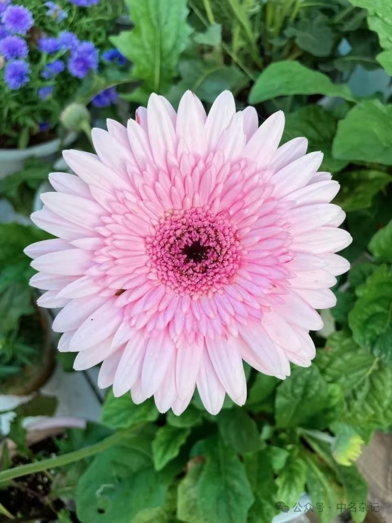 非洲菊苗，苗圃直发，品质保证，诚信经营，可视频看货