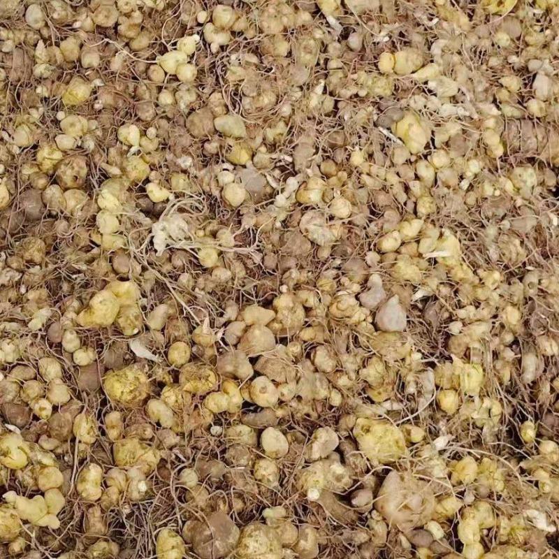 黄精苗头大量供应可视频可现场可供全国量大从优
