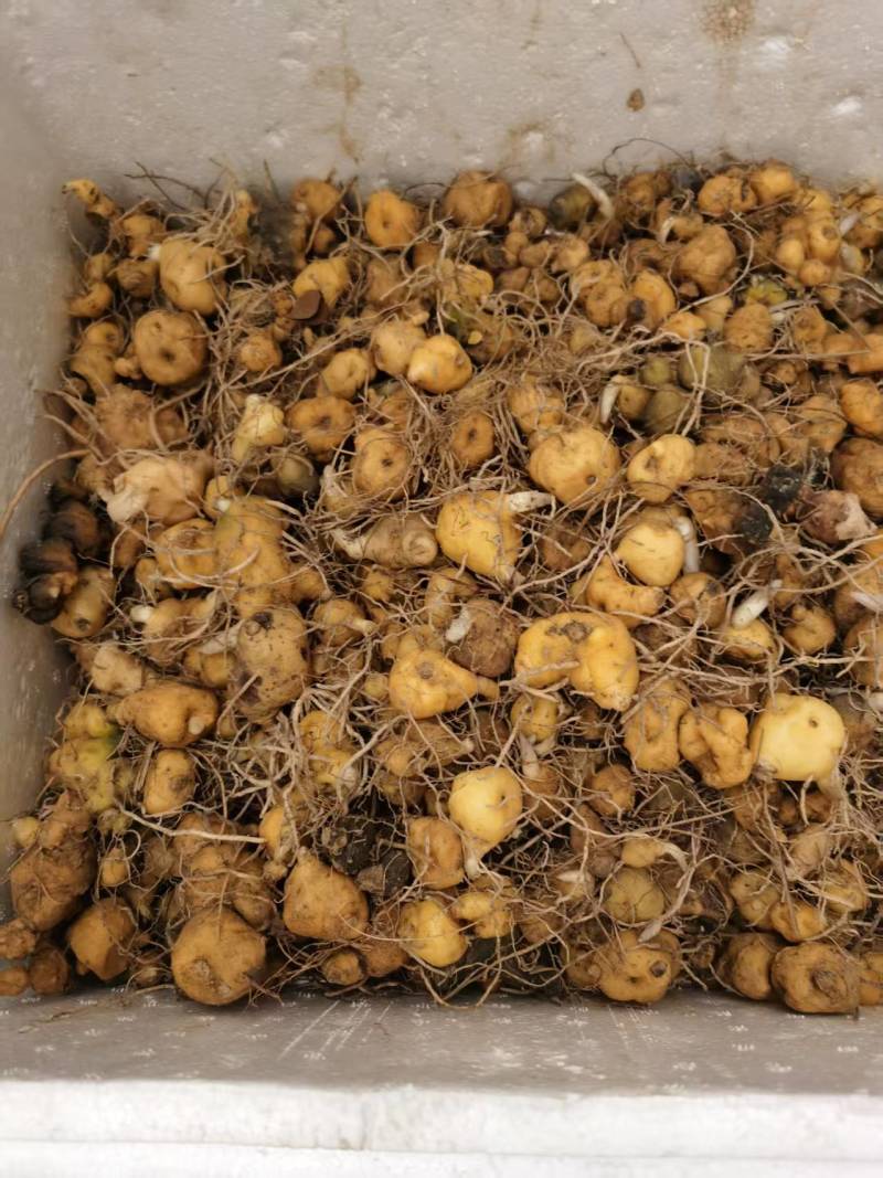 黄精苗头大量供应可视频可现场可供全国量大从优