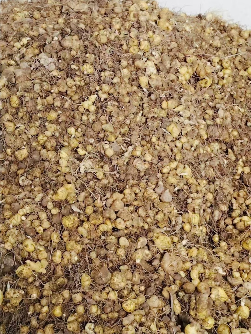 黄精苗头大量供应可视频可现场可供全国量大从优