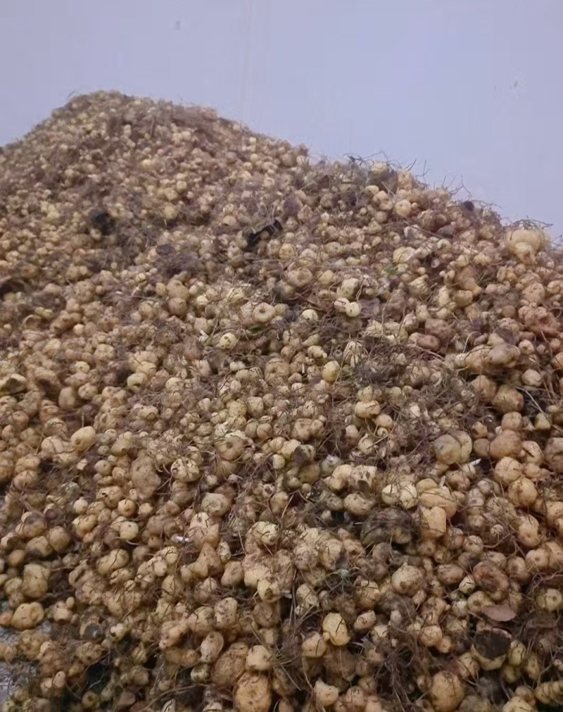 黄精苗头大量供应可视频可现场可供全国量大从优