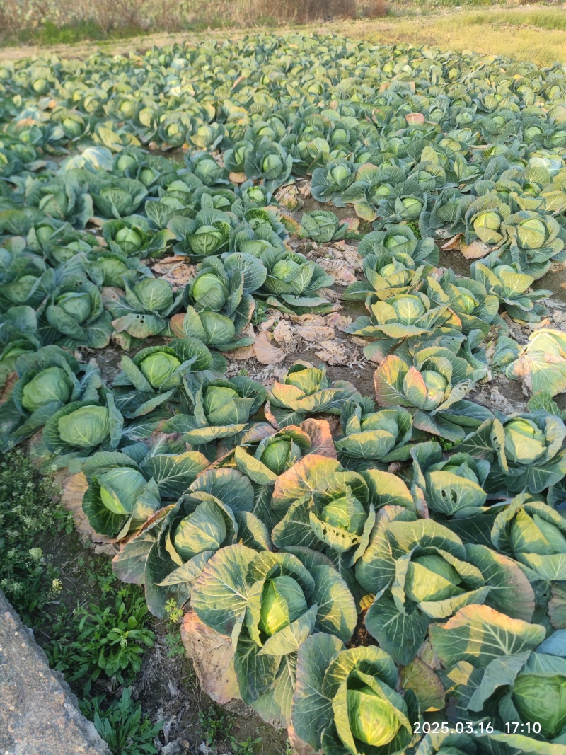 嘉兴精品丽丽黄金甲甘蓝圆包菜新鲜采摘现摘现发产地直供