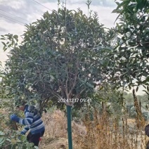 【推荐】桂花树基地直发视频看货量大价优品质保证