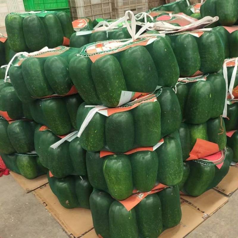 精品冬瓜