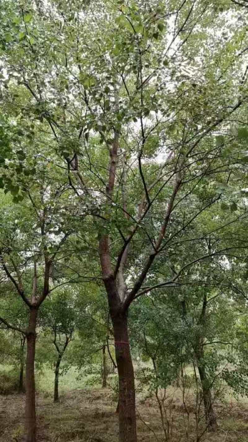 精品乌桕基地直发品质保证量大从优一手货源欢迎联系