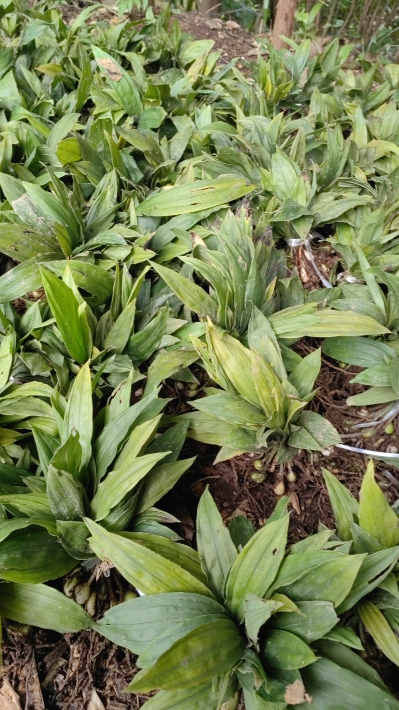 出售紫花宽叶毛慈菇种苗价格合理质量保证
