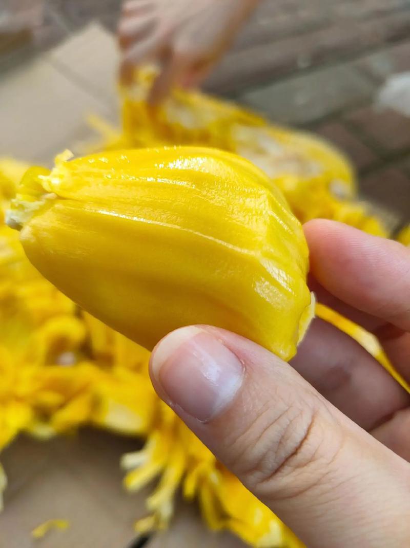 菠萝蜜应季长期供应下单秒发