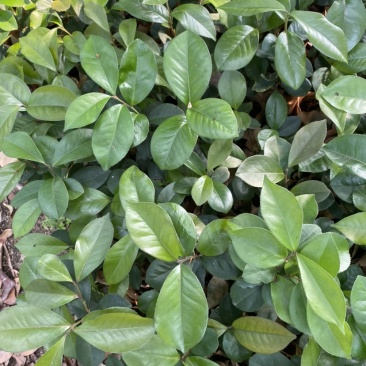 广西茶油苗
