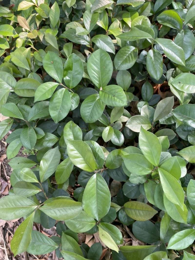 广西茶油苗