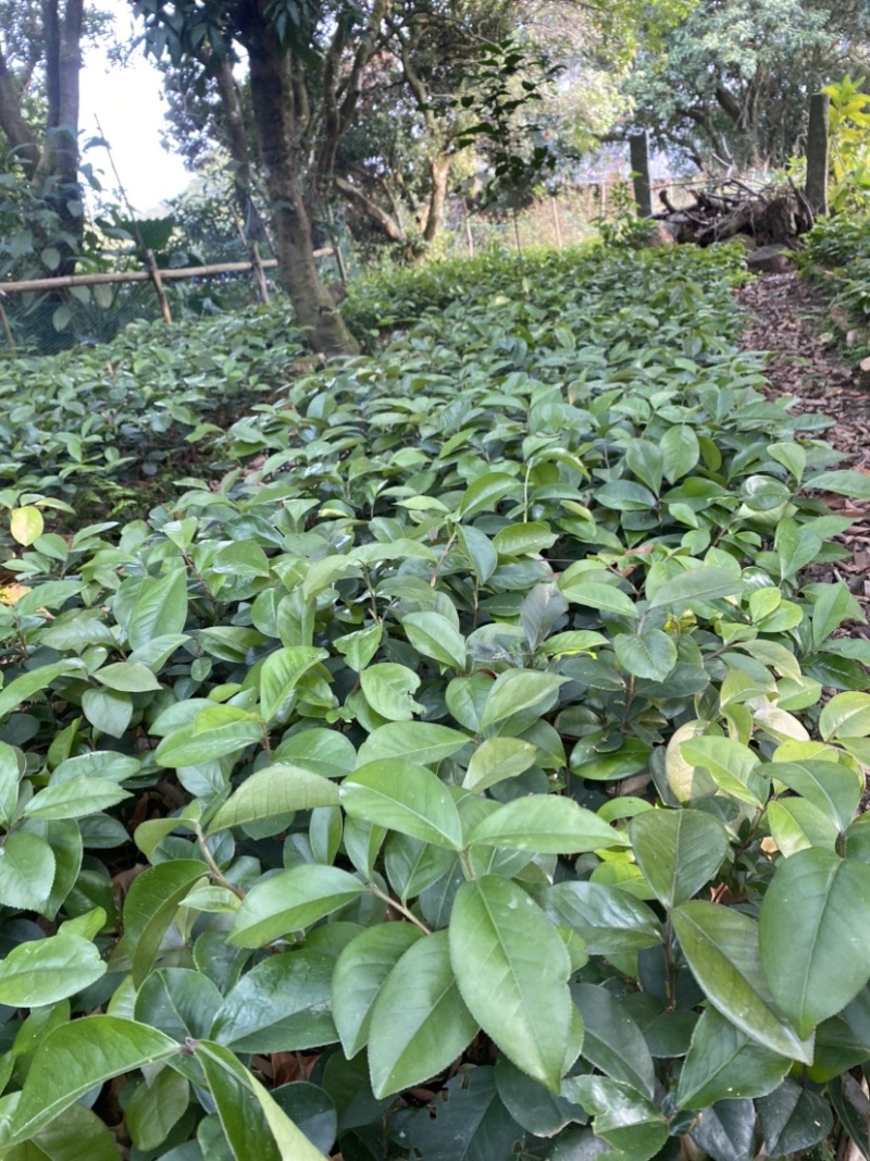 广西茶油苗