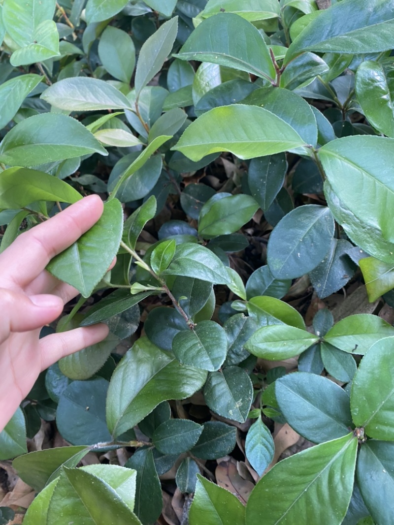广西茶油苗