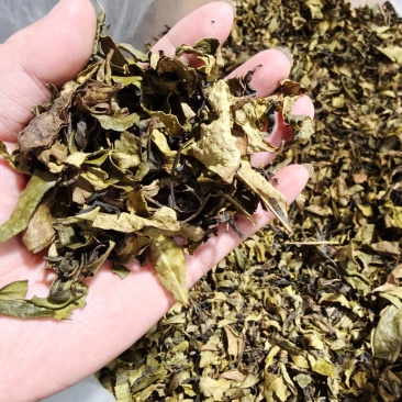 高山单丛挑选的粗叶14.8元1斤