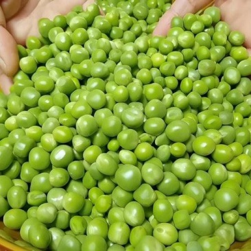 湖北钟祥豌豆产地直发质量保证现场现摘现发大量供应