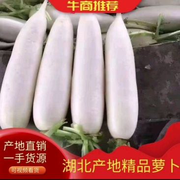 【精品白萝卜】湖北产地一手货源，品质保证全国发货！