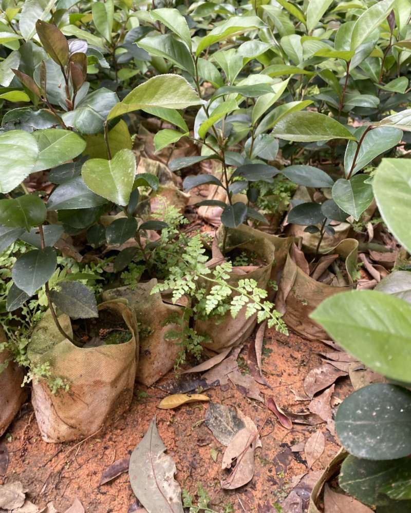 广西茶油苗