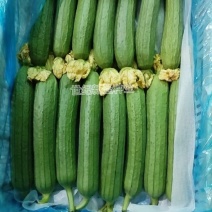 丝瓜苗耐热好管理耐高温油皮丝瓜肉丝瓜肉厚口感好成活顺直高
