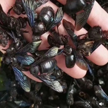 竹蜂
