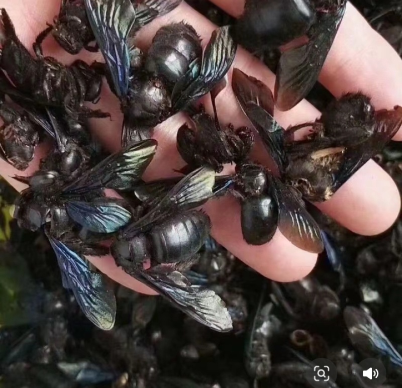 竹蜂