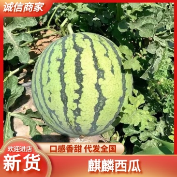 麒麟西瓜一手货源，产地直发，价格优惠，欢迎采购