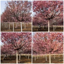 红粉佳人樱花，福建山樱花，阳光樱，早樱，晚樱，白花红花