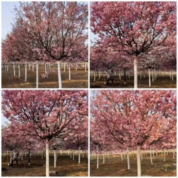 红粉佳人樱花，福建山樱花，阳光樱，早樱，晚樱，白花红花