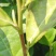 25年畎桥白茶未开采:預:自成本稍有利润全人工采。