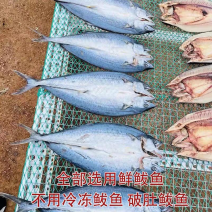 去内脏开背鲅鱼片马鲛鱼干淡干鱼肉烧烤食材风干鱼干燕鲅鱼段