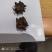 新鲜野生猫爪草