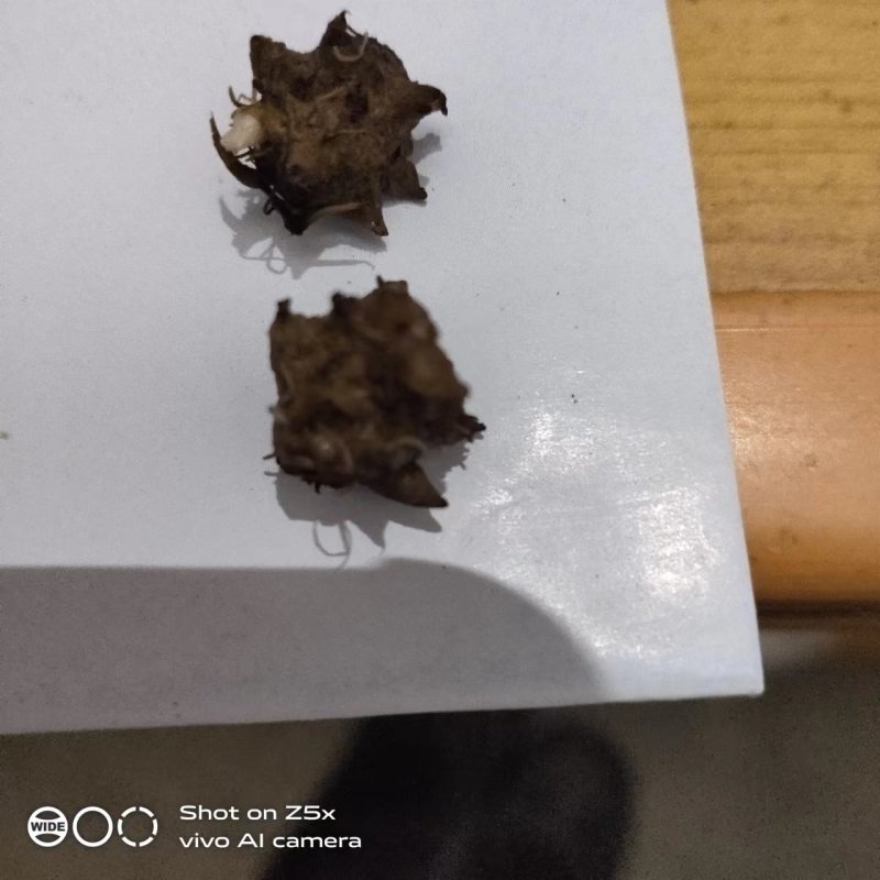 新鲜野生猫爪草